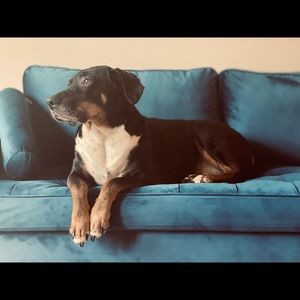 Meet your Posher, Libby